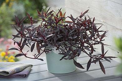 迅游加速器限免加速《逃离塔科夫》，低延迟畅玩新档